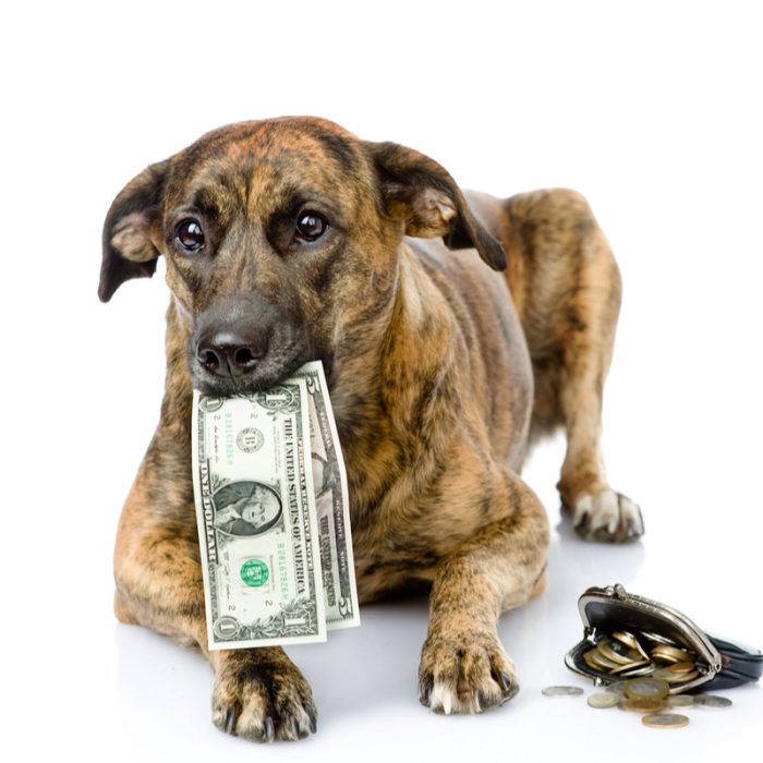 Ivy Kennels Boarding Fees